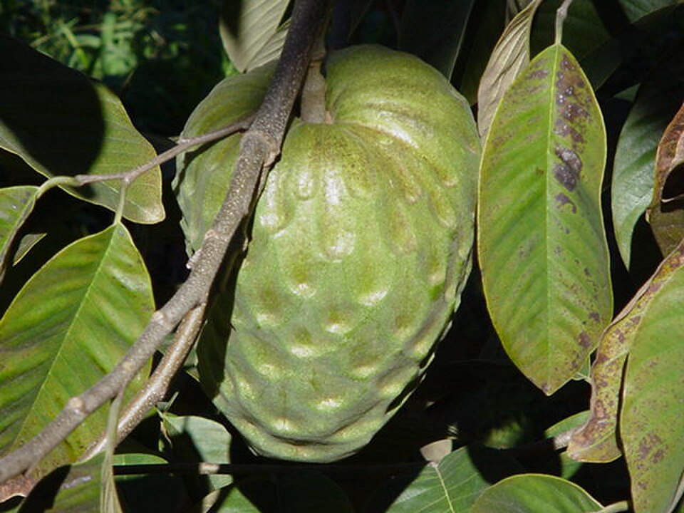 Chirimoya